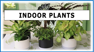 INDOOR PLANTS