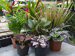 Table Foliage