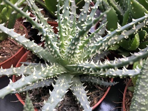 Cacti & Succulent 6
