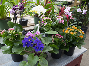 Gift & Flowering Plants