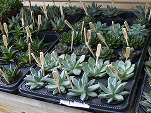 Cacti & Succulents
