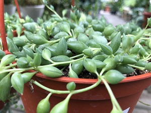 Cacti & Succulent 1