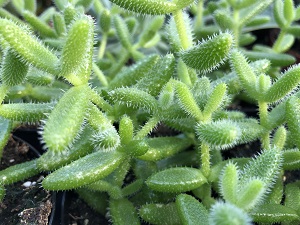 Cacti & Succulent 2