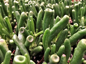 Cacti & Succulent 3