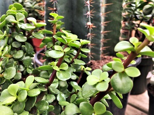 Cacti & Succulent 4
