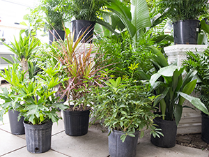 Floor Plants