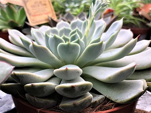 Cacti & Succulent 5