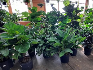 Floor Plants 1