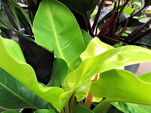 Floor Plants 2