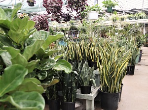 Floor Plants 3