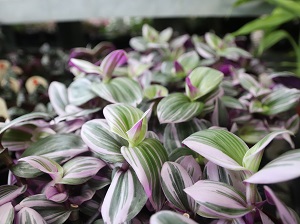 Table Foliage 2