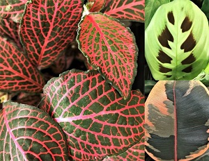 Table Foliage 1