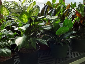 Table Foliage 3