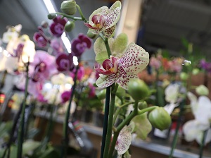 Gift Plant example