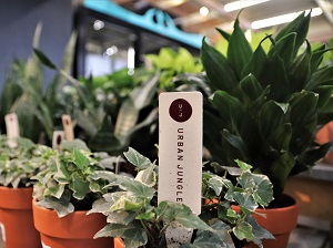 Gift Plant example