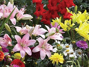 Summer Flowering Bulbs