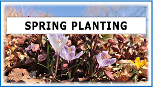 SPRING PLANTING