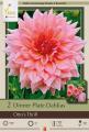 DAHLIA PKG OF 2 DINNERPLATE OTTO'S THRILL