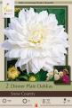 DAHLIA PKG OF 2 DINNERPLATE SNOW COUNTRY