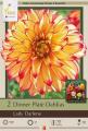 DAHLIA PKG OF 2 DINNERPLATE LADY DARLENE