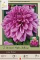 DAHLIA PKG OF 2 DINNERPLATE LILAC TIME
