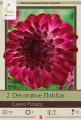 DAHLIA PKG OF 2 CAPROZ PIZZAZZ
