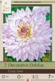 DAHLIA PKG OF 2 CRAZY LOVE
