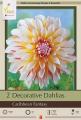 DAHLIA PKG OF 2 CARIBBEAN FANTASY