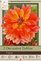 DAHLIA PKG OF 2 FIREPOT