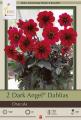 DAHLIA PKG OF 2 DRACULA DARK ANGEL