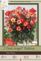 DAHLIA PKG OF 2 STAR WARS DARK ANGEL