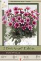 DAHLIA PKG OF 2 PRETTY WOMAN DARK ANGEL