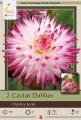 DAHLIA PKG OF 2 CACTUS HAYLEY JANE