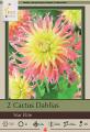 DAHLIA PKG OF 2 STAR ELITE