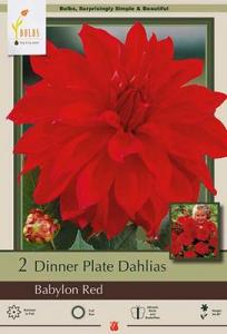 DAHLIA PKG OF 2 DINNERPLATE BABYLON RED