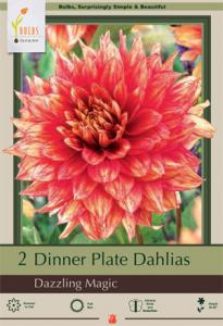DAHLIA PKG OF 2 DINNERPLATE DAZZLING MAGIC