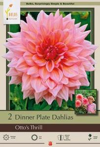 DAHLIA PKG OF 2 DINNERPLATE OTTO'S THRILL