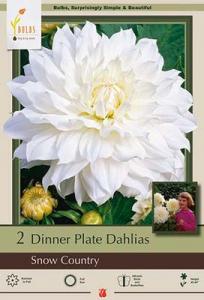DAHLIA PKG OF 2 DINNERPLATE SNOW COUNTRY