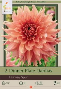 DAHLIA PKG OF 2 DINNERPLATE FAIRWAY SPUR