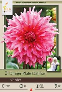 DAHLIA PKG OF 2 DINNERPLATE ISLANDER