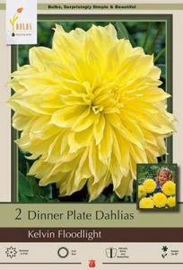 DAHLIA PKG OF 2 DINNERPLATE KELVIN FLOODLIGHT