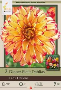 DAHLIA PKG OF 2 DINNERPLATE LADY DARLENE