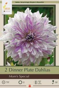 DAHLIA PKG OF 2 DINNERPLATE MOM'S SPECIAL