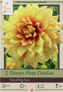 DAHLIA PKG OF 2 DINNERPLATE DAZZLING SUN