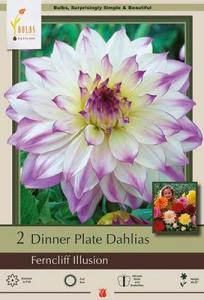 DAHLIA PKG OF 2 DINNERPLATE FERNCLIFF ILLUSION