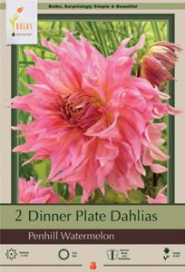 DAHLIA PKG OF 2 DINNERPLATE PENHILL WATERMELON