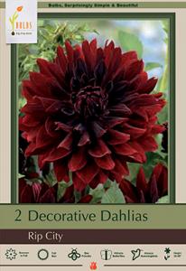 DAHLIA DEC PKG OF 2 RIP CITY