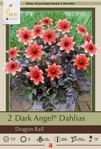 DAHLIA PKG OF 2 DRAGON BALL DARK ANGEL