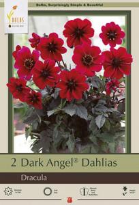 DAHLIA PKG OF 2 DRACULA DARK ANGEL