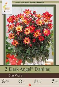 DAHLIA PKG OF 2 STAR WARS DARK ANGEL